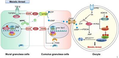 Mechanisms of Oocyte Maturation and Related Epigenetic Regulation
